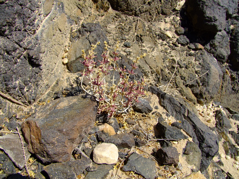 Image of Anabasis setifera specimen.