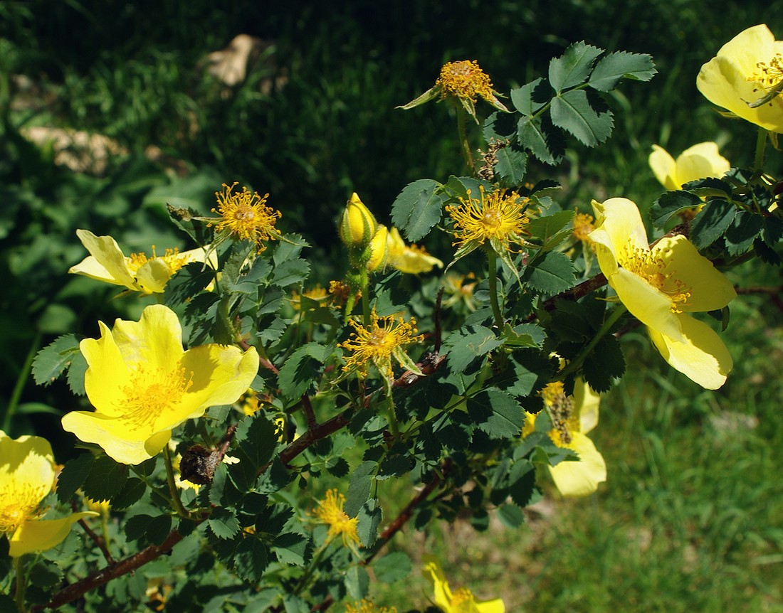 Image of Rosa platyacantha specimen.