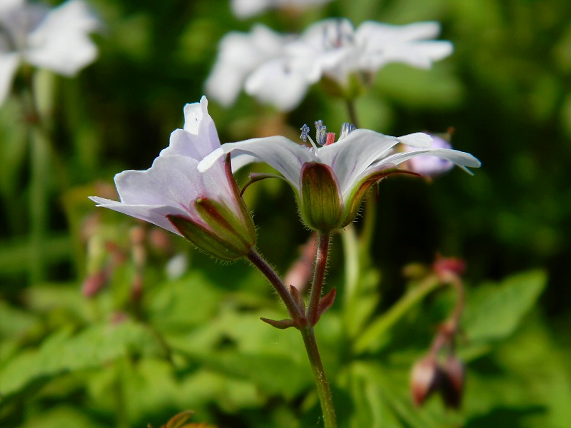 Image of Geranium krylovii specimen.