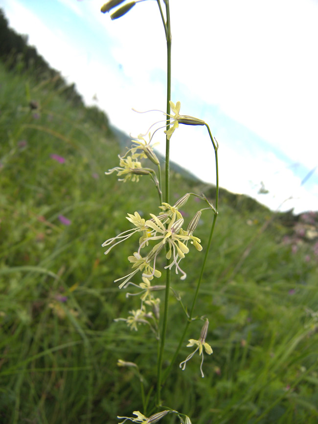 Изображение особи Silene saxatilis.