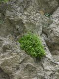 Silene pygmaea. Цветущее растение под карнизом скалы. Кабардино-Балкария, Верхняя Балкария. 07.07.2009.