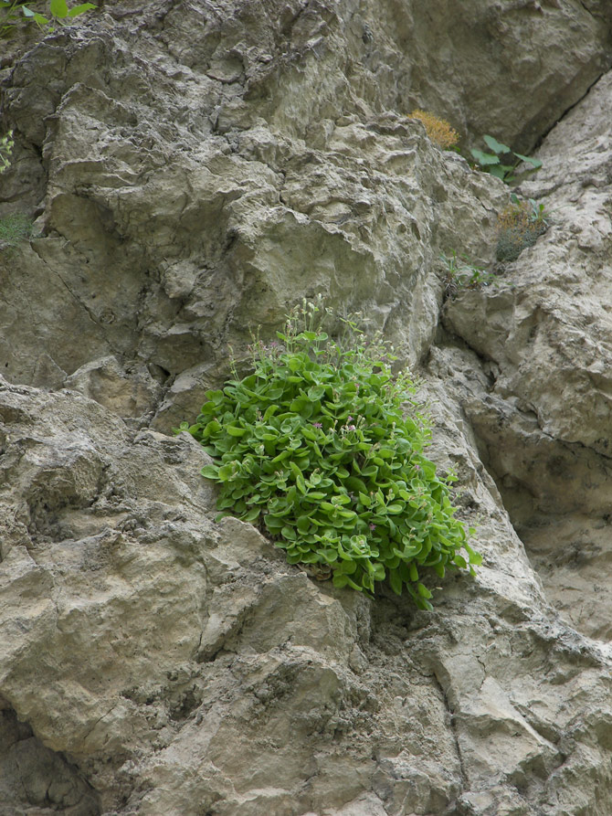 Image of Silene pygmaea specimen.