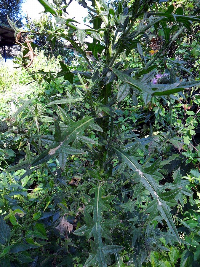 Изображение особи Cirsium vulgare.