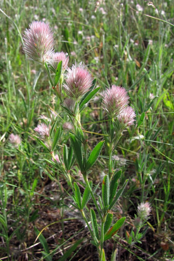 Image of Trifolium arvense specimen.