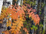 Sorbus aucuparia. Верхушка побега с листьями в осенней окраске. Москва, Кузьминский лесопарк. 07.10.2001.