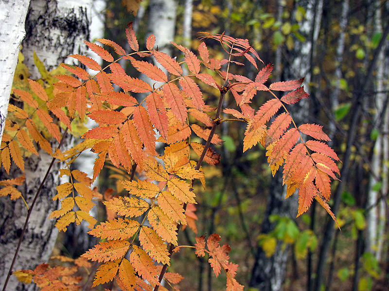 Image of Sorbus aucuparia specimen.