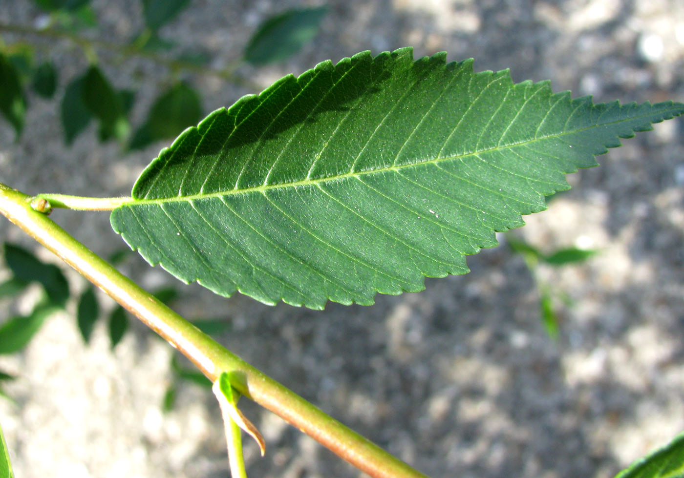 Изображение особи Ulmus pumila.