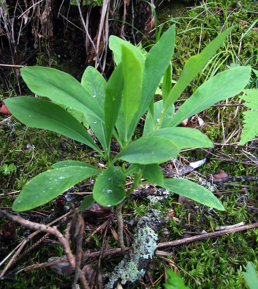 Image of Daphne koreana specimen.