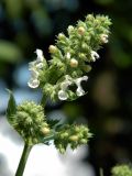 Nepeta cataria