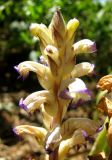 Orobanche cumana. Верхняя часть соцветия. Астраханская обл., Камызякский р-н, с. Чаган, берег р. Чаган, паразитирует на дурнишнике. 11.08.2011.