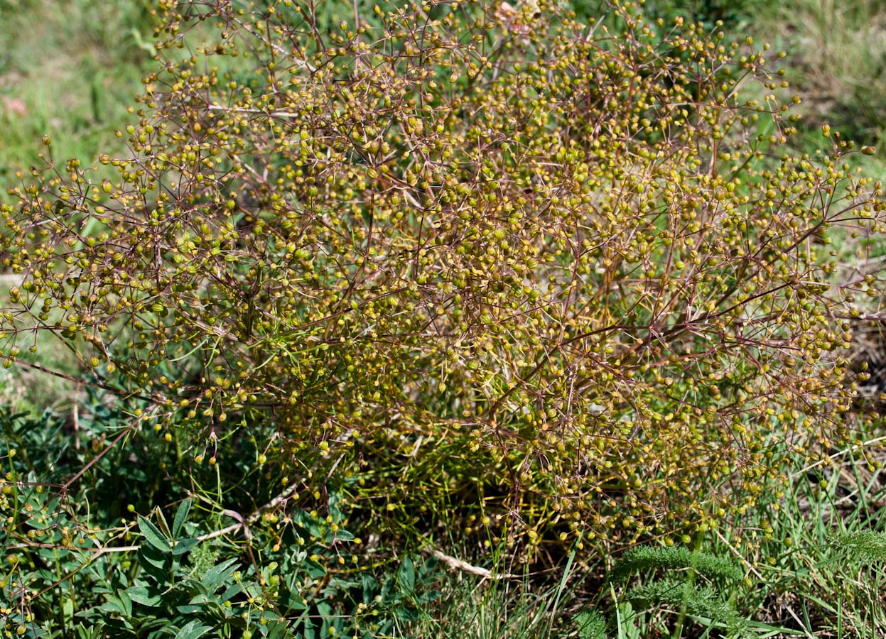 Image of Trinia ramosissima specimen.