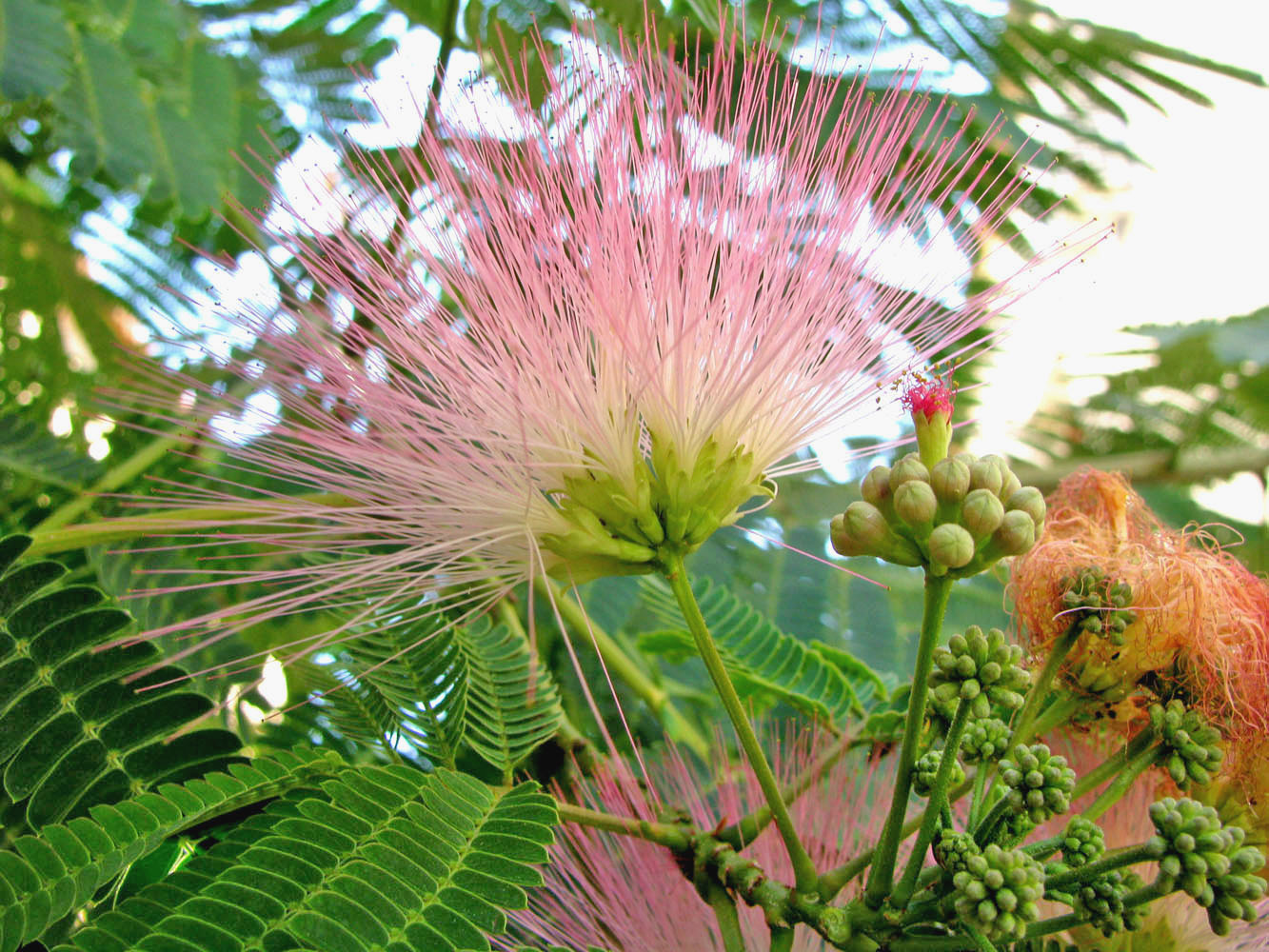 Изображение особи Albizia julibrissin.