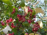 Euonymus maackii. Ветвь со зрелыми плодами. Приморский край, Спасский р-н, с. Хвалынка. 15.09.2009.