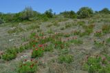 Paeonia tenuifolia