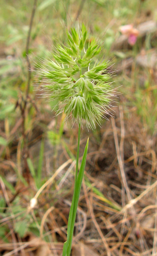 Изображение особи Cynosurus echinatus.