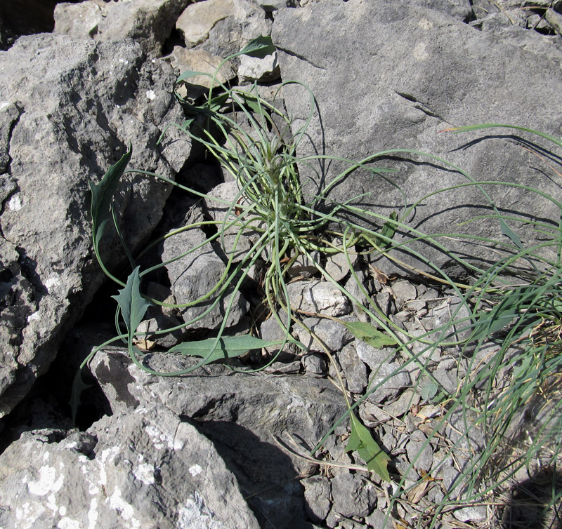 Image of Scariola viminea specimen.