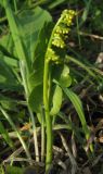 Botrychium lunaria. Растение перед спороношением. Крым, Долгоруковская яйла. 3 июня 2012 г.