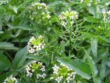 Nasturtium officinale