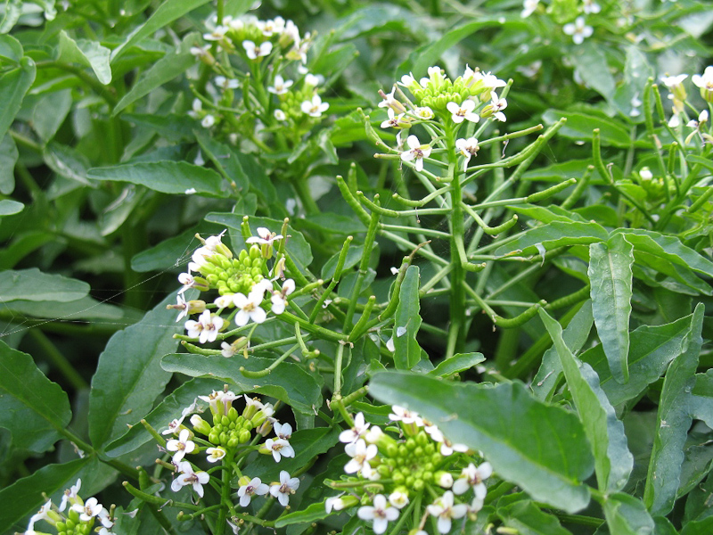 Изображение особи Nasturtium officinale.