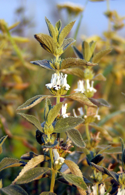 Image of Marrubium praecox specimen.