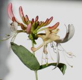 Lonicera × heckrottii. Верхушка побега с соцветием и листьями (видна обратная их сторона). Германия, г. Кемпен, на живой изгороди. 17.06.2012.