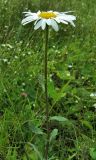 Leucanthemum ircutianum. Верхушка цветущего растения. Смоленская обл., Смоленский р-н, долина р. Клец. 25.06.2012.