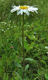 Leucanthemum ircutianum