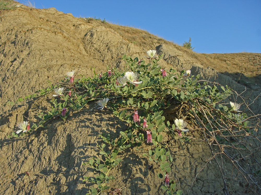 Image of Capparis herbacea specimen.