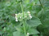 Nepeta cataria