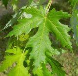 Acer saccharinum. Лист. Подмосковье, г. Одинцово, придомовые посадки. Июль 2012 г.