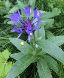 Centaurea montana