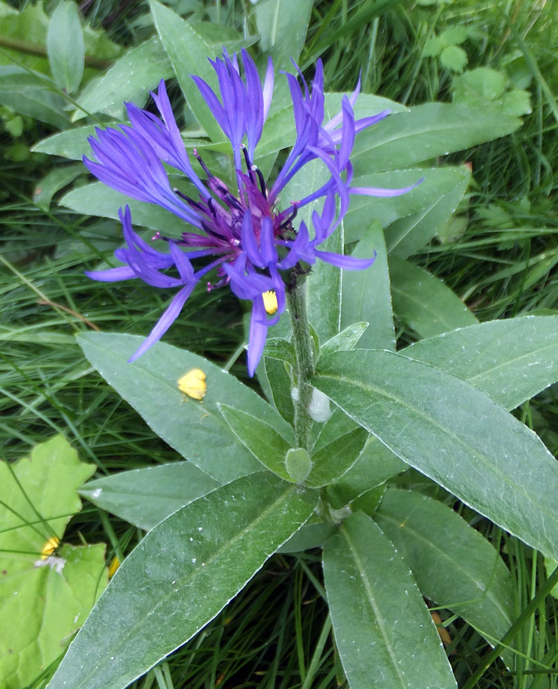 Image of Centaurea montana specimen.