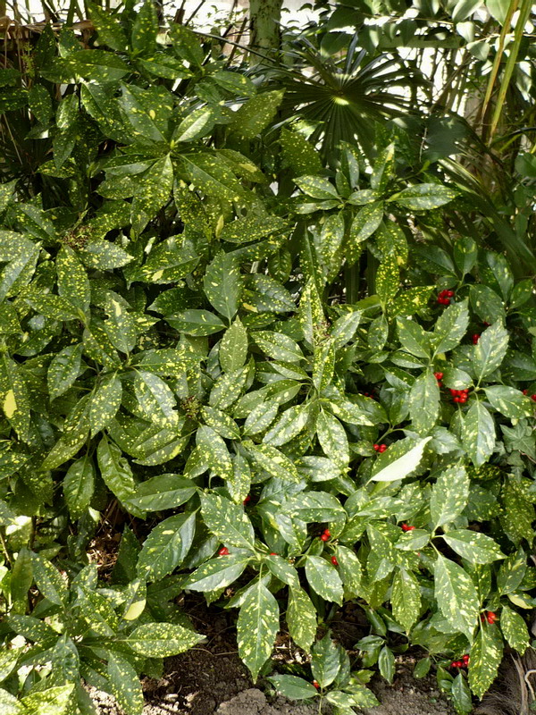 Image of Aucuba japonica specimen.