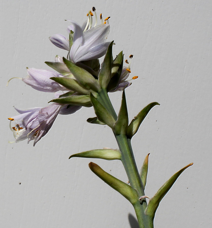 Image of Hosta sieboldiana specimen.