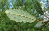Salix caprea
