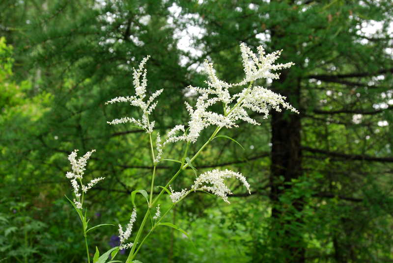 Изображение особи Aconogonon alpinum.