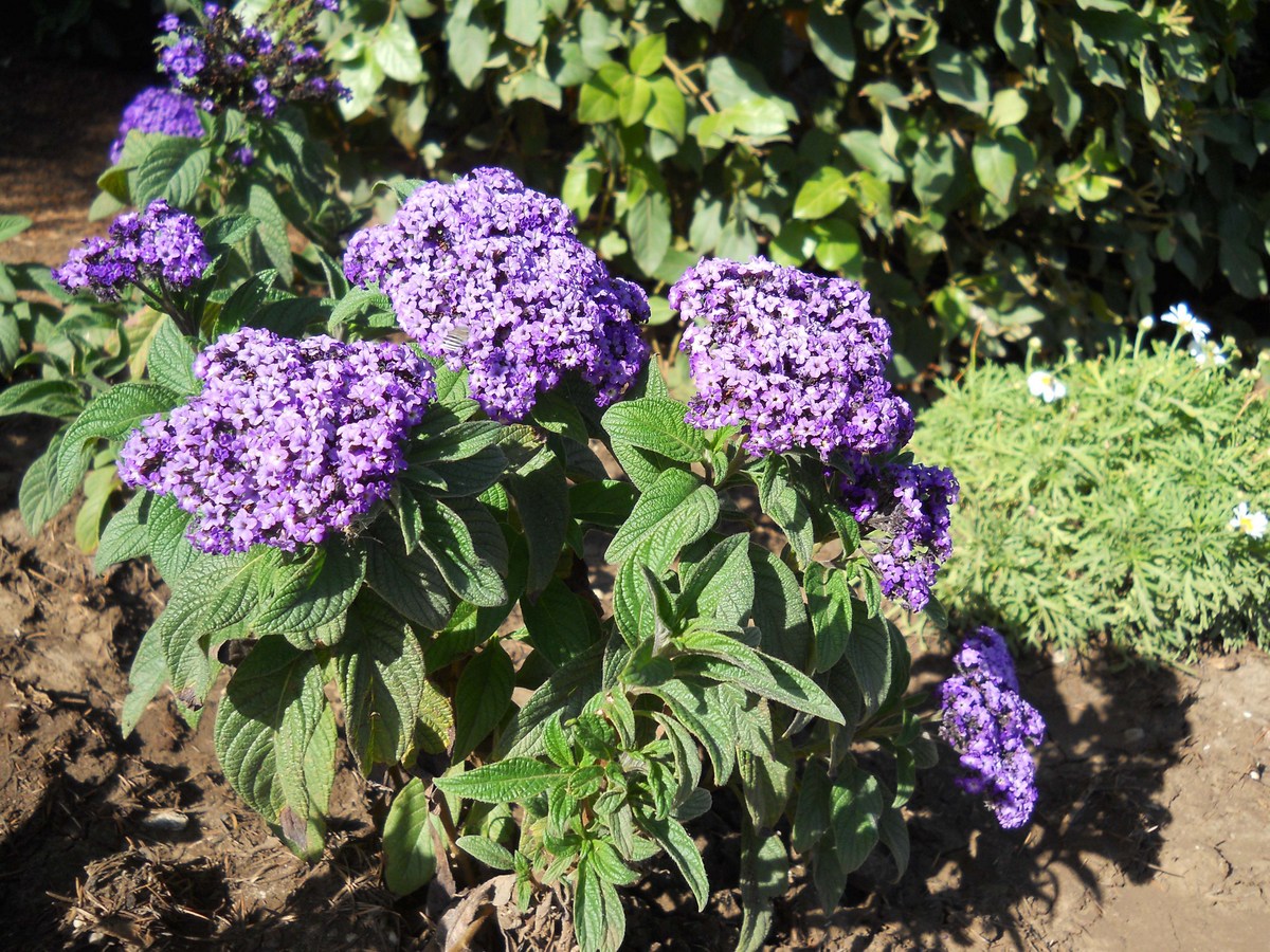 Изображение особи Heliotropium arborescens.