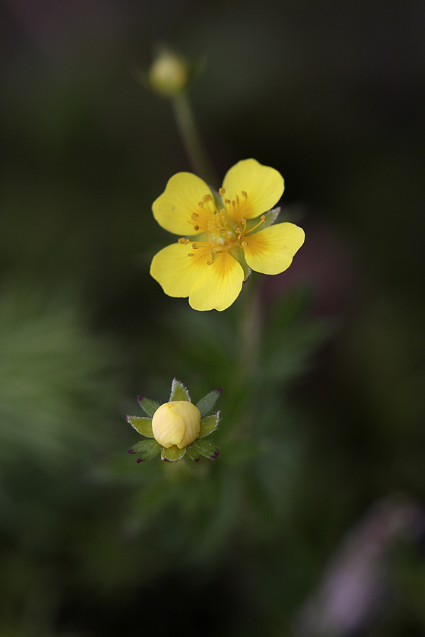 Image of Potentilla erecta specimen.