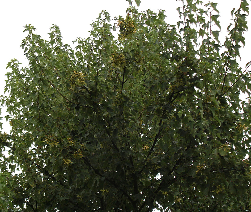 Image of Acer buergerianum specimen.