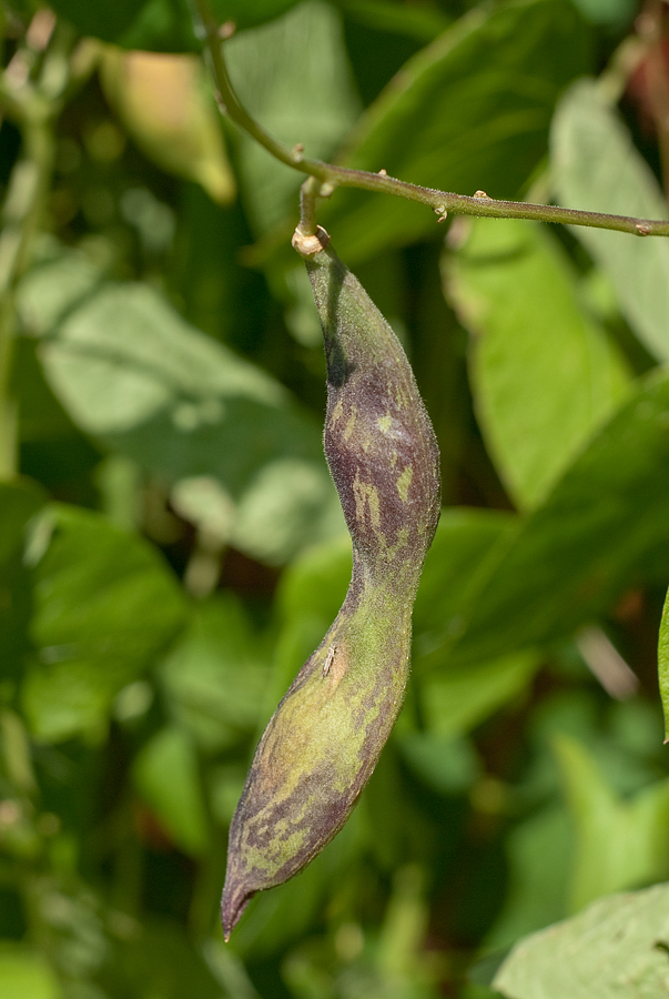 Изображение особи Phaseolus coccineus.