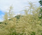 Aruncus dioicus