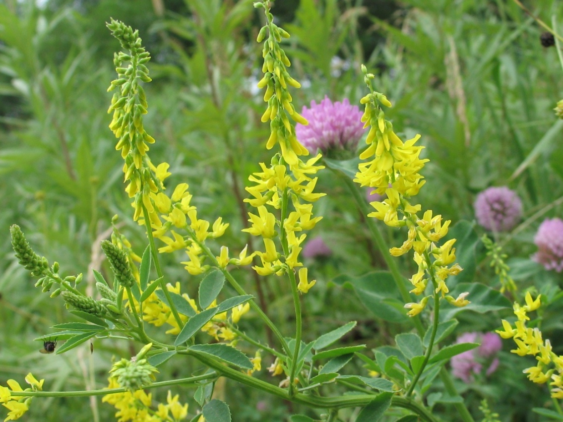 Изображение особи Melilotus officinalis.