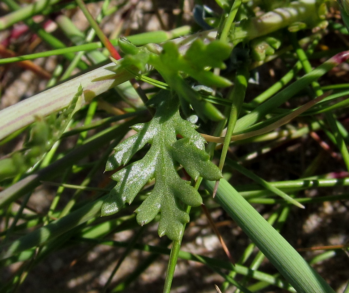 Image of Glebionis segetum specimen.