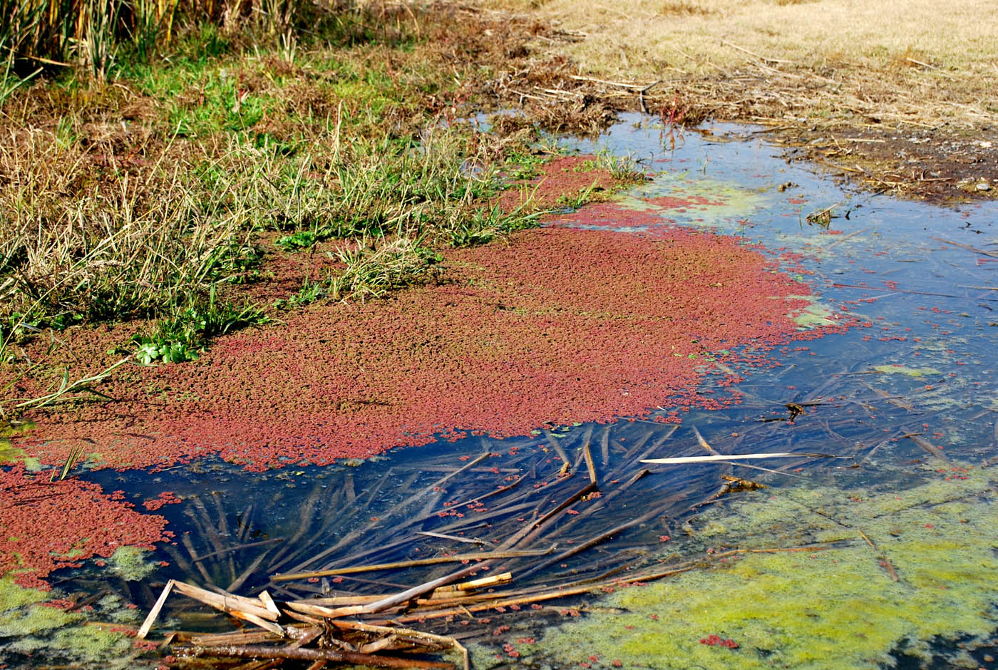 Image of Azolla filiculoides specimen.