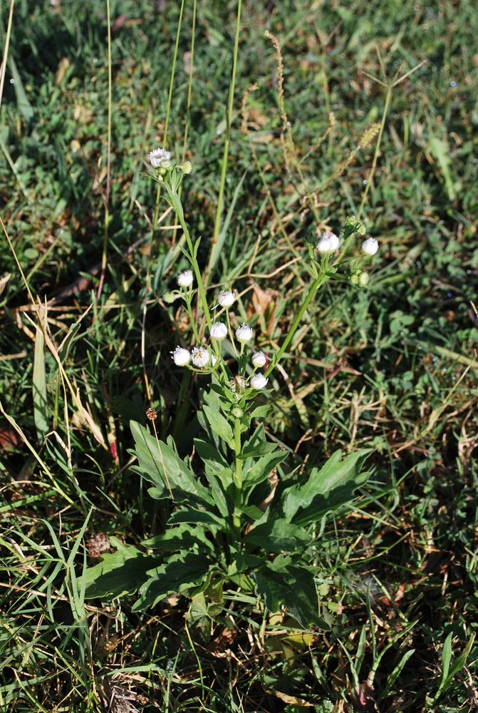 Image of Erigeron annuus specimen.