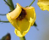 Verbascum xanthophoeniceum