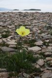 род Papaver. Цветущее растение на каменной россыпи. Иркутская обл., Ольхонский р-н, оз. Байкал, Малое Море, м. Уюга. 12.06.2012.