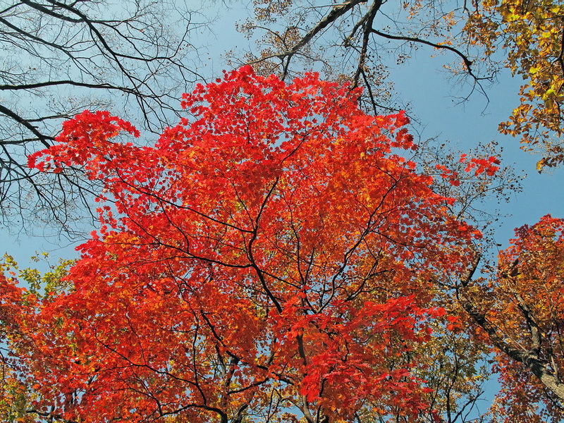 Image of Acer pseudosieboldianum specimen.