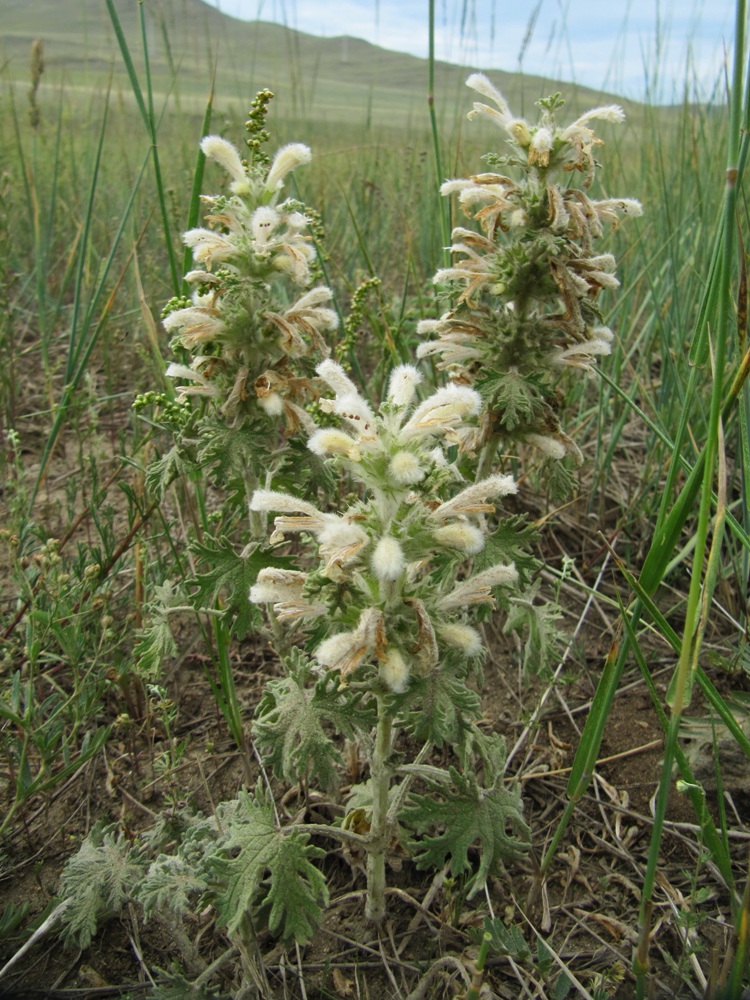 Image of Panzerina lanata specimen.