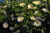 Lantana camara. Верхушки побегов с соцветиями. Испания, автономное сообщество Андалусия, провинция Севилья, комарка Эль-Альхарафе, муниципалитет Бенакасон. 14.07.2012.